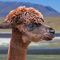 Alpaca (Lama pacos / Vicugna pacos) close-up portrait, camelid native to South America. Digital composite